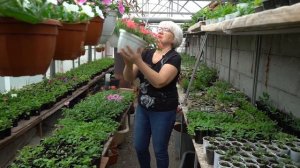 ЛУЧШИЕ СОРТА ПЕТУНИИ СЕЗОНА 2020.  ОБЗОР САМЫХ КРАСИВЫХ