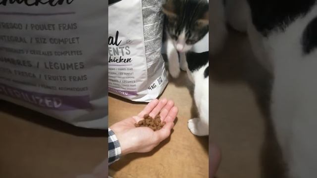 Ownat Classic Sterilized смотреть онлайн