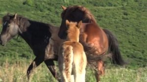 Жеребец ухаживает за кобылой