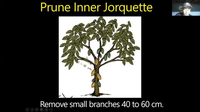 Paano Mag-Pruning sa Cacao? - Cacao Pruning Principles (Part 2) #14 смотреть онлайн