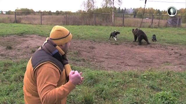 Планета собак. Русско- европейская лайка смотреть онлайн