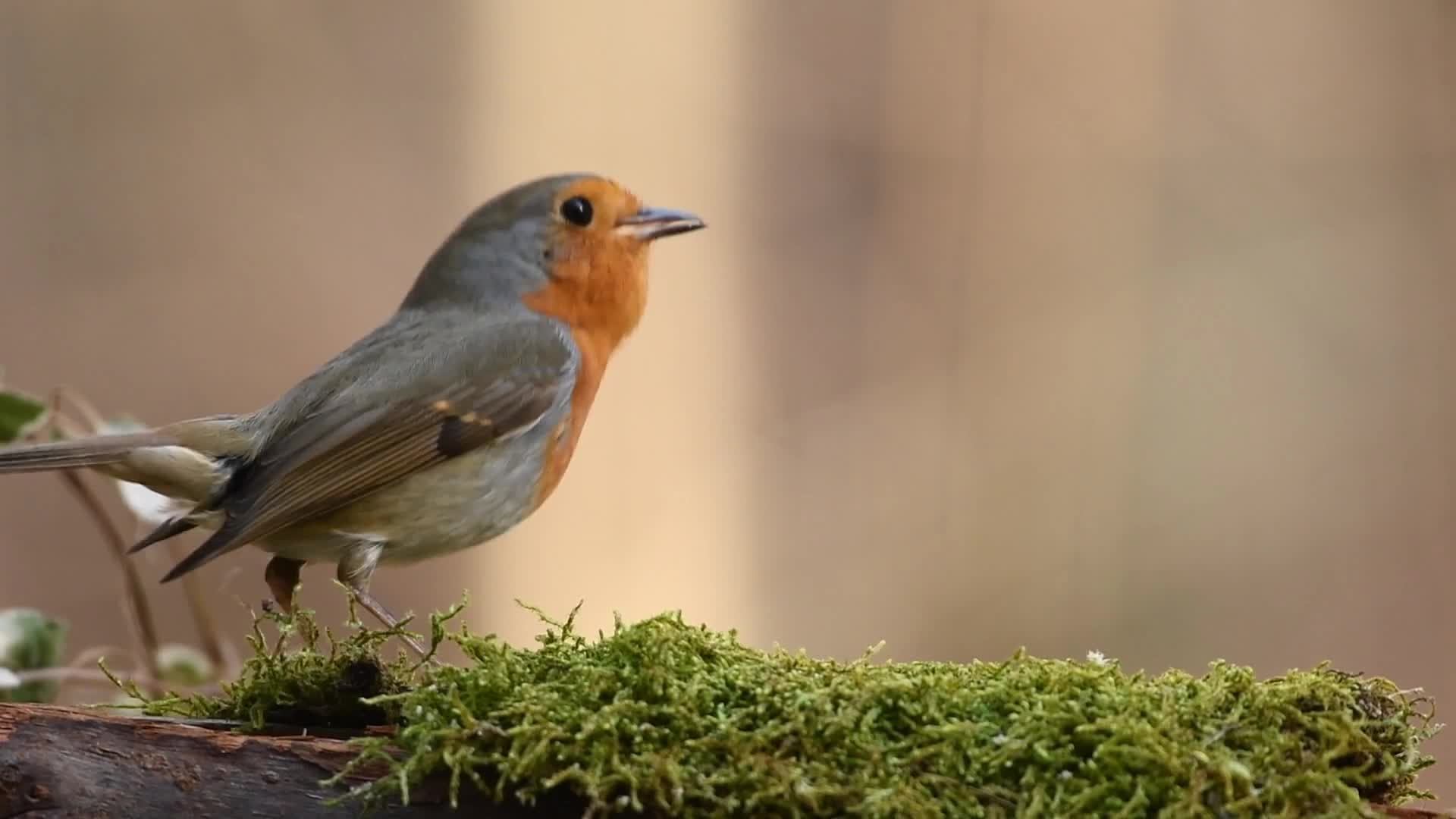 2sdcfsdrv2 смотреть онлайн