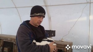 Сколько весят кролики породы строкач (НПВ) в 3 месяца