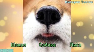 НЕРЕАЛЬНЫЙ ТЕСТ о животных: УГАДАЙ ЗВЕРЯ по его носу. Империя Тестов