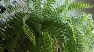 Папоротник в доме - приметы и суеверия! Стоит ли держать в доме папоротники?