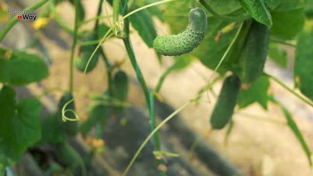 Огурцы Попёрли Как Безумные После Этого Удобрения! Подкормка Огурцов В Августе смотреть онлайн