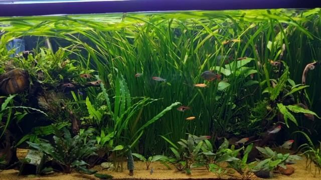 Breeding Egg Scatterers in the Community Aquarium смотреть онлайн