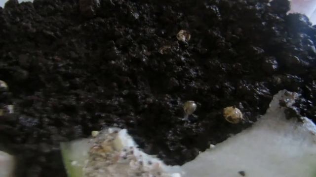 РОЖДЕНИЕ УЛИТОК и ПЕРВЫЕ ДНИ ИХ ЖИЗНИ! ? смотреть онлайн