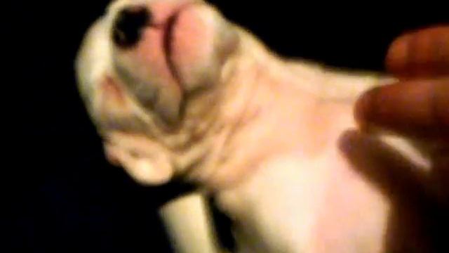 Спящий щенок смотреть онлайн