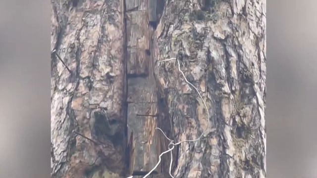 В борть, которую мы крыли 2 года назад, заселились пчёлы. смотреть онлайн