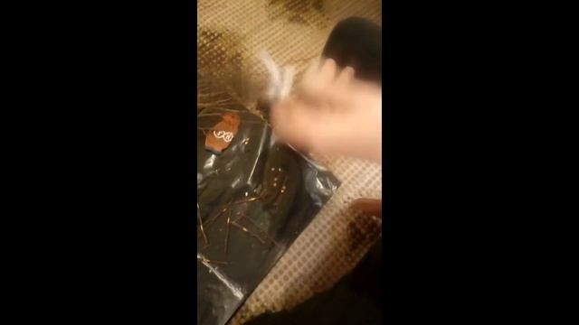 Зимняя окулировка глазком//эксперимент смотреть онлайн