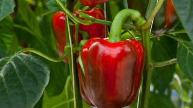 ТОП 10 - БОЛГАРСКИЙ ( Сладкий ) ПЕРЕЦ самые урожайные сорта смотреть онлайн