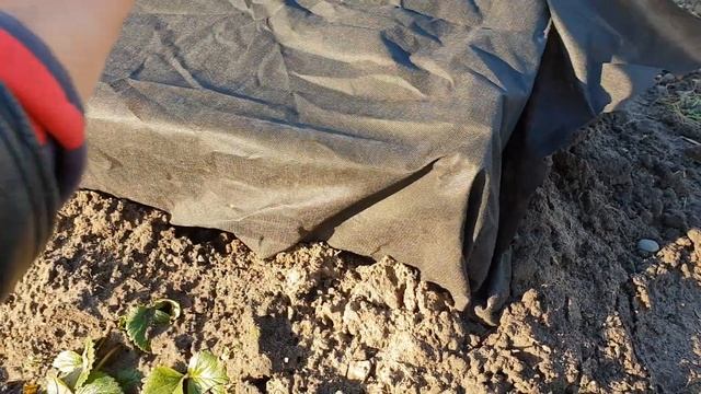 Укрытие инжира в зиму. смотреть онлайн