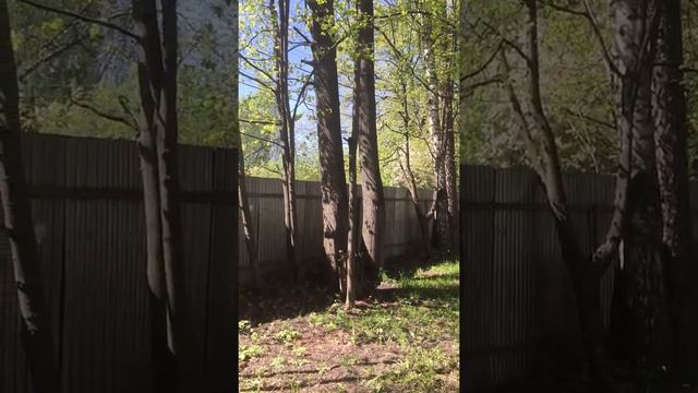 Посадки на даче