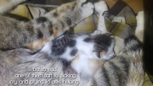 My tiny kitten die and than... смотреть онлайн