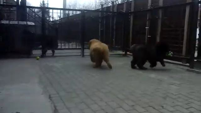 ТИБЕТСКИЙ МАСТИФ щенки- кобели д.р.5.01.18г. смотреть онлайн