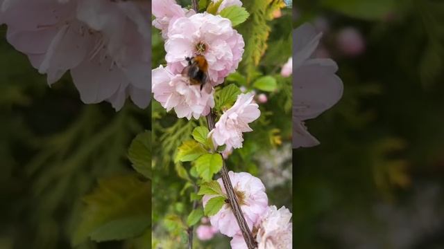 #пчелка #миндаль #цветы #надаче #сад смотреть онлайн