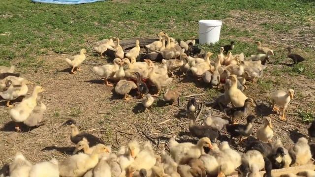 З-х недельные гуси и утки! Выпас и кормление 410 голов! смотреть онлайн