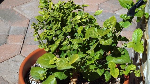 Growing Jasmine - How To Grow Jasmine Plants In Containers смотреть онлайн
