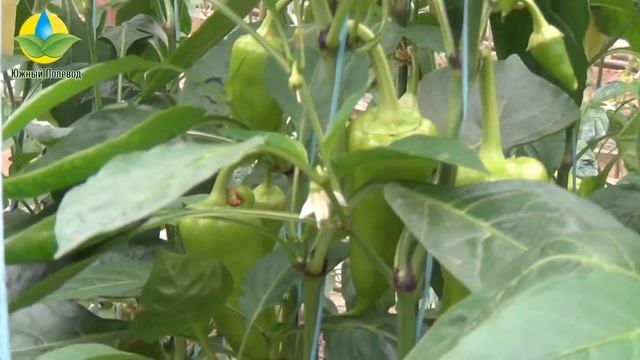 Выращивание гибрида сладкого перца Поло F1 - Polo F1 в теплице (20.04.2016)