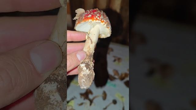 Crecimiento de una Amanita muscaria. смотреть онлайн