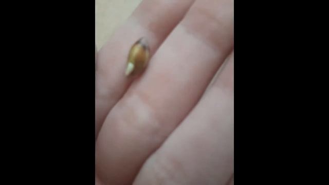 САЖАЕМ МАНДАРИНОВОЕ ДЕРЕВО!!! смотреть онлайн