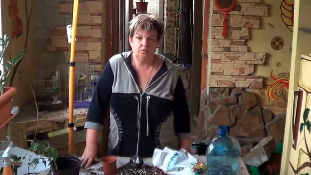 Бегония.СОВЕТЫ ПО ВЫРАЩИВАНИЮ БЕГОНИЙ. Бегонии Кустовые И Королевские