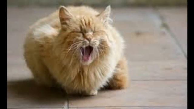 корм для кошек и собак смотреть онлайн