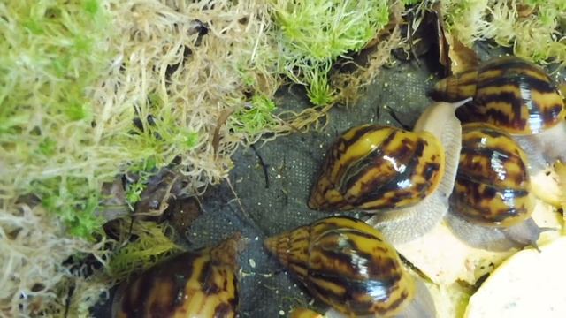 ПРОДАЖА - АХАТИНА АХАТИНА ТИГР - ВЫЛУП 28.04.2018 ( ПИТОМНИК "МАРИ МИСТИК" ) смотреть онлайн