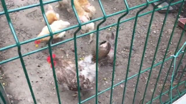 Обзор на томаты черри\ Детерминантные черри\ Рябиновые бусы\ Оранжевая шапочка смотреть онлайн