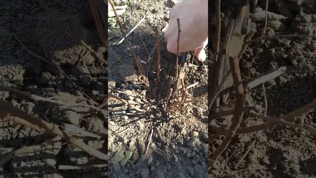 весенняя обрезка спиреи смотреть онлайн