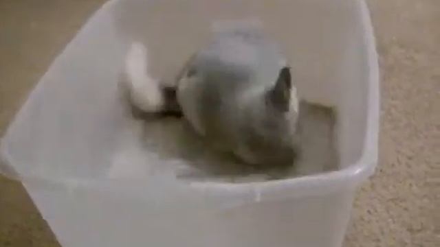Шиншилла - чистюля смотреть онлайн