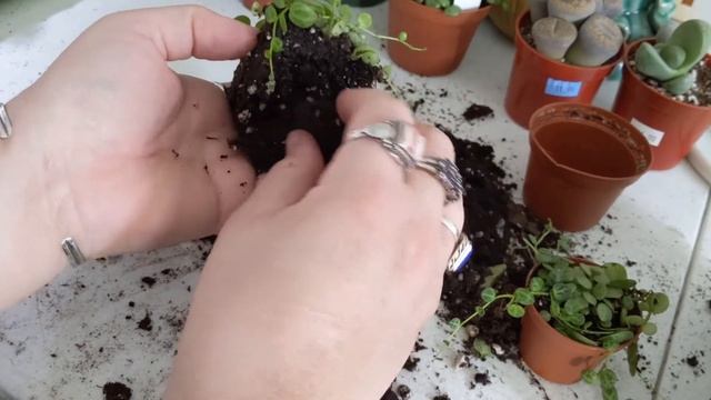 Peperomia Prostrata Plant Maintenance /String of Turtles ? смотреть онлайн