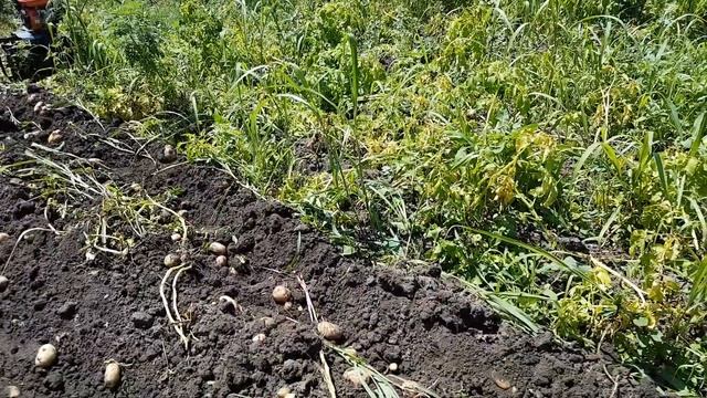 Урожай картофеля сорт Импала, сажали в марте под агроспан. смотреть онлайн