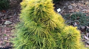 Сад в декабре. Хвойный коллекционный сад