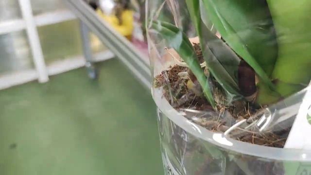 Потрясающий завоз орхидей в Euroflor#обзор#орхидеи#цветы#красота#цветоводство