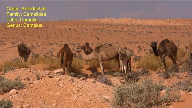 Camel (Camelus) Animal - Dromedary