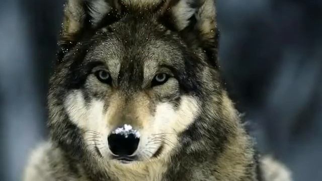 Волк отомстил, но отомстил без крови смотреть онлайн