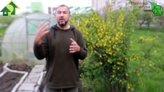 ТЕПЕРЬ НЕЛЬЗЯ!!! Этот химикат от тлей, стеклянницы и других вредителей оставит вас без урожая! смотреть онлайн