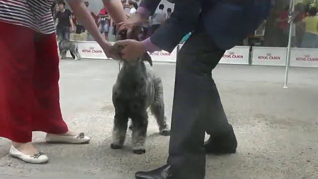 Дон Деларо Дольче Габана- ЛЮ смотреть онлайн