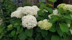 Древовидная гортензия Стронг Аннабель.