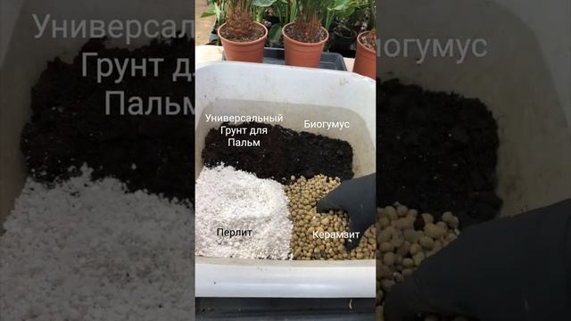 Пересадка Цикаса или Саговой пальмы смотреть онлайн