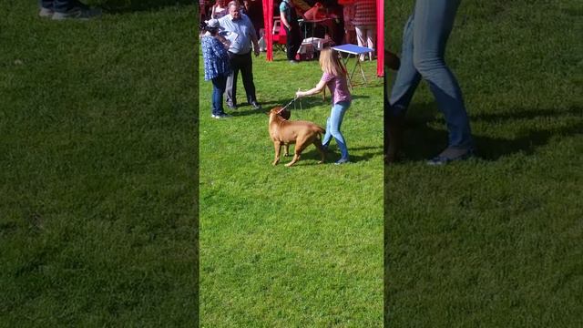 Лапка на выставке, САС. ЛС, ЛПП. смотреть онлайн