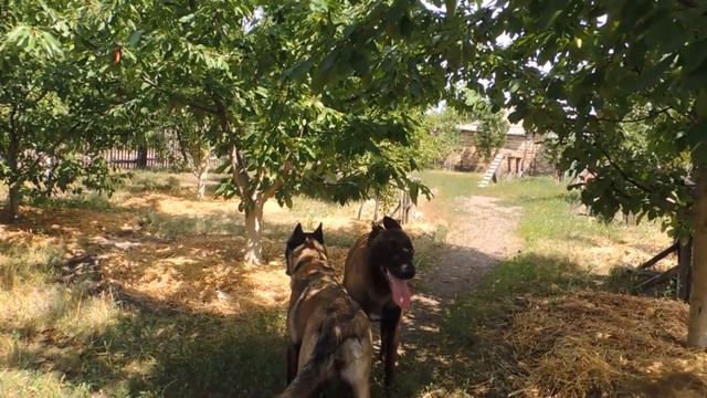 Вязка малинуа. смотреть онлайн