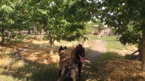 Вязка малинуа.