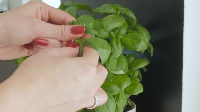Homekraft Blender Mix&Go смотреть онлайн