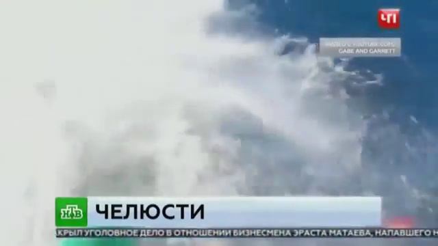 Акула проникла в клетку к дайверу