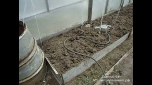 Высадка помидоров в теплиц