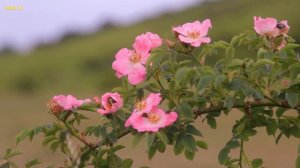 Шиповник. Кому нельзя шиповник? Как заваривать шиповник? #шиповник #какпитьшиповник #чайизшиповника