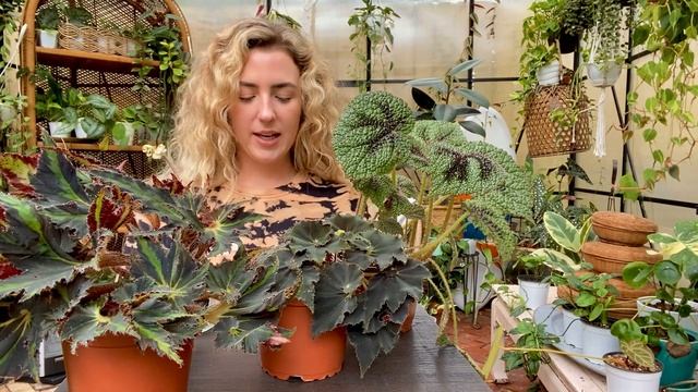 Begonia Black mamba/Black fang, Breakdance, and Iron cross. Care tips and propagation смотреть онлайн
